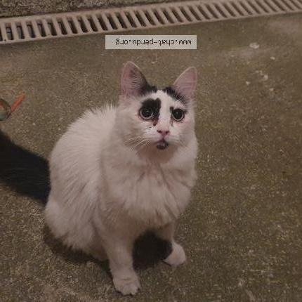 Photo de chat perdu à Vendargues