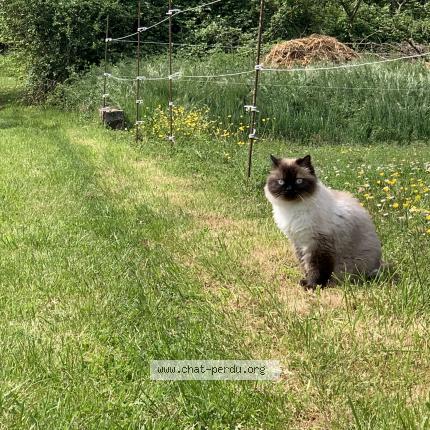 Photo de chat perdu à Seignosse