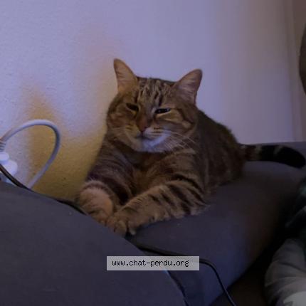 Photo 1/1 Chat retrouvé Perdu à Romans Sur Isere