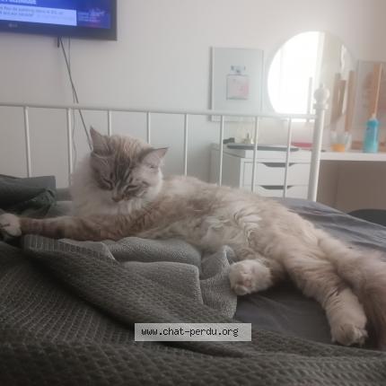 Photo 1/1 Chat retrouvé Perdu à Aulnay Sous Bois