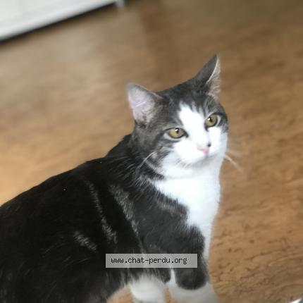 Photo de chat perdu à Metz