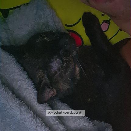 Photo de chat perdu à Jean Desveaux