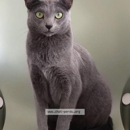 Photo de chat perdu à Croix
