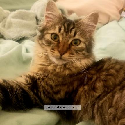 Photo de chat perdu à Labastide Beauvoir