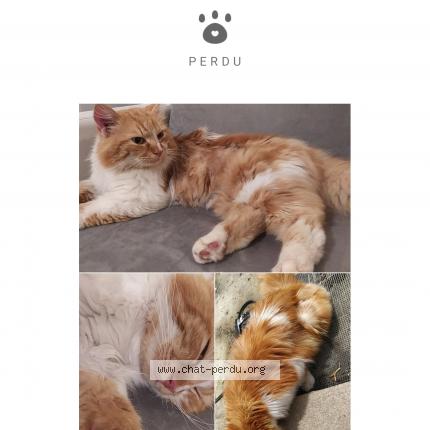 Photo 1/1 Roméo Chat perdu à Le mans