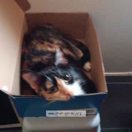 Photo de chat perdu à Coudekerque Village