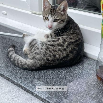 Photo de chat perdu à Bischwiller