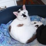 Photo de chat perdu à Bully Les Mines