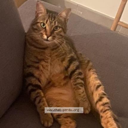 Photo de chat perdu à Seignosse