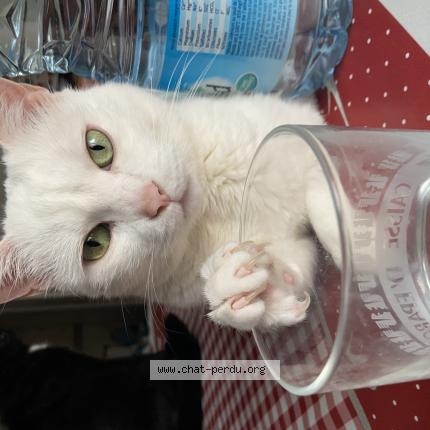 Photo de chat perdu à Douai