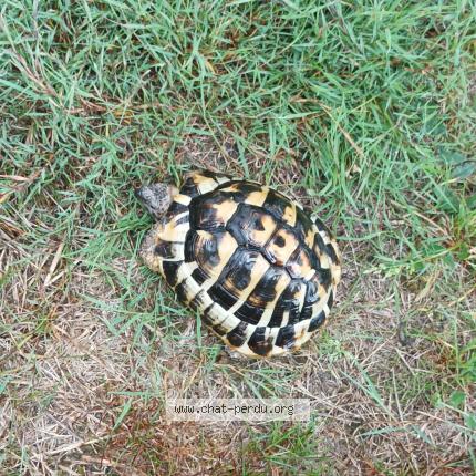 Photo de chat trouvé à Saint Lambert Du Lattay