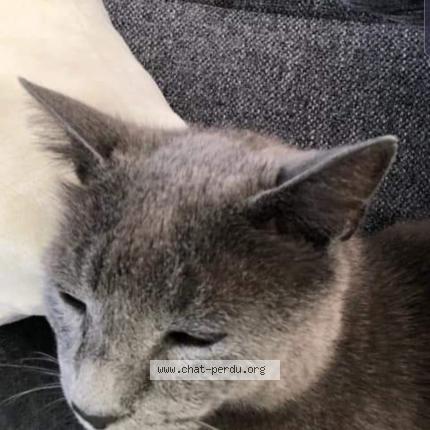 Photo 1/1 Chat retrouvé Perdu à Rouffiac Tolosan