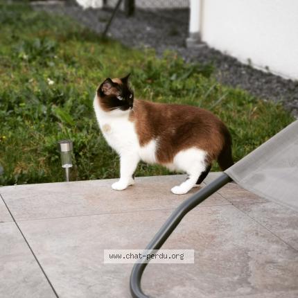 Photo 1/1 Chat retrouvé Perdu à Geus D Arzacq