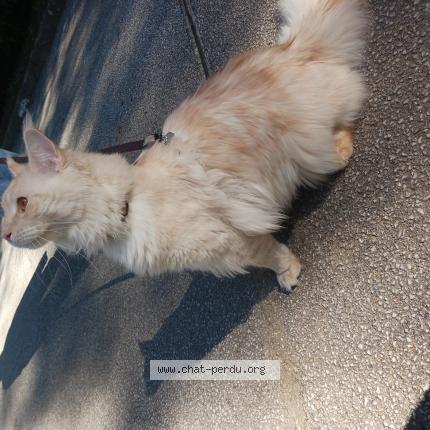 Photo 1/1 Chat retrouvé Perdu à Aix En Provence
