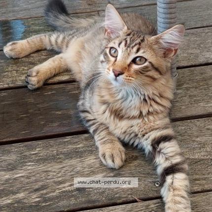 Photo de chat trouvé à Vertou