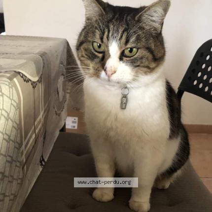 Photo 1/2 happy Chat perdu à Vedene