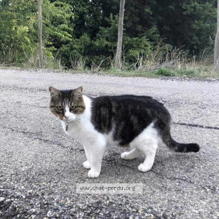 Photo 2/2 happy Chat perdu à Vedene