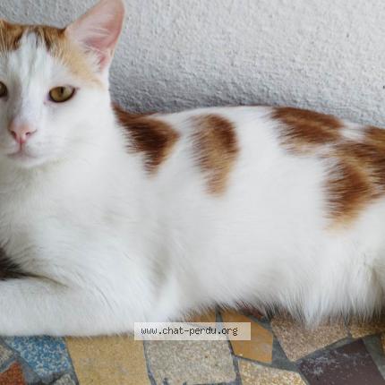 Photo 1/1 Chat retrouvé Perdu à Montpellier
