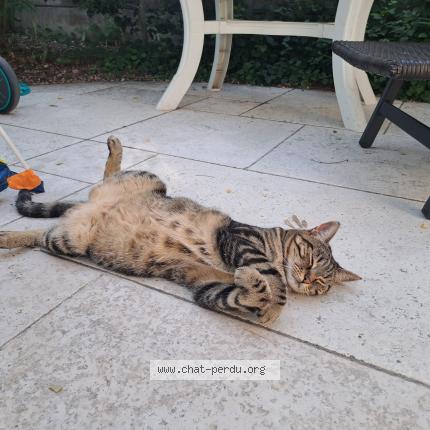 Photo de chat perdu à Saint Denis Sur Loire Mace