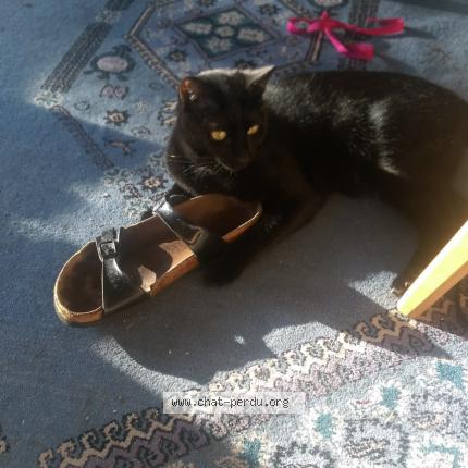 Photo 1/1 Chat retrouvé Perdu à Sarzeau