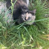 Photo de chat perdu à Saint Laurent De Mure