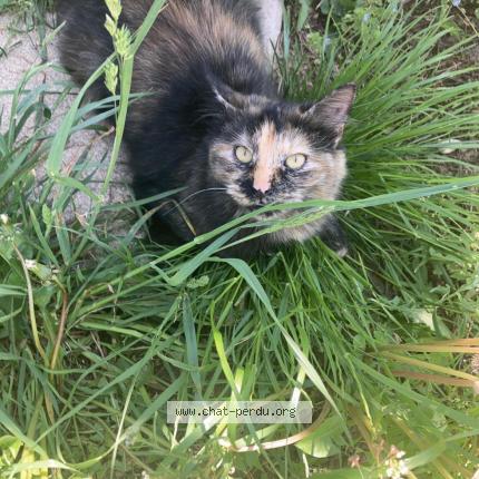 Photo 1/1 Sweetie Chat perdu à Saint laurent de mure
