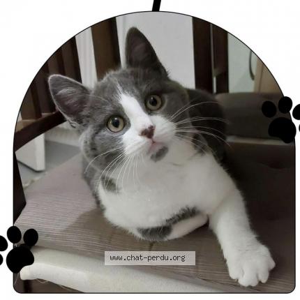 Photo de chat perdu à Montrevault Sur Evre