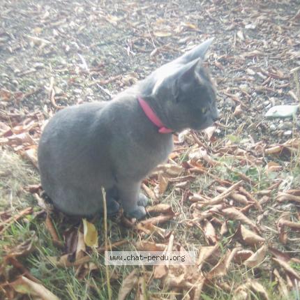 Photo de chat perdu à Meudon