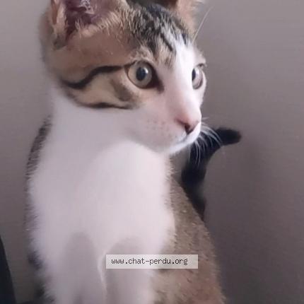 Photo de chat perdu à Moirans