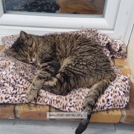 Photo 1/1 Chat retrouvé Perdu à Villecresnes