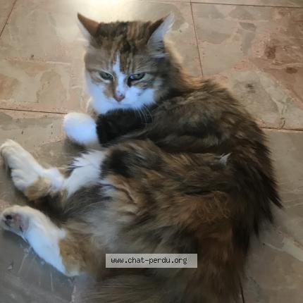 Photo de chat trouvé à Le Breuil
