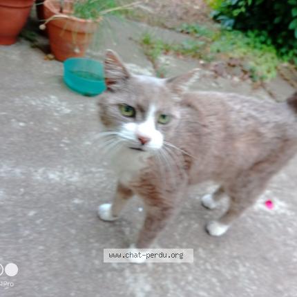 Photo 1/1 Chat retrouvé Perdu à Tours Nord