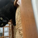 Photo de chat perdu à Ciboure