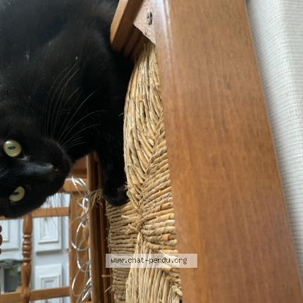 Photo 1/1 Chat retrouvé Perdu à Ciboure