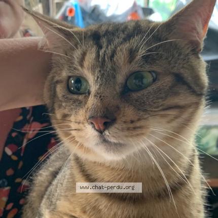 Photo de chat trouvé à Orleans