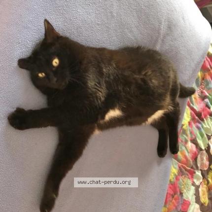 Photo de chat perdu à Tournefeuille