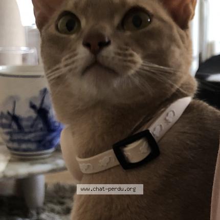 Photo de chat perdu à Ile D Yeu