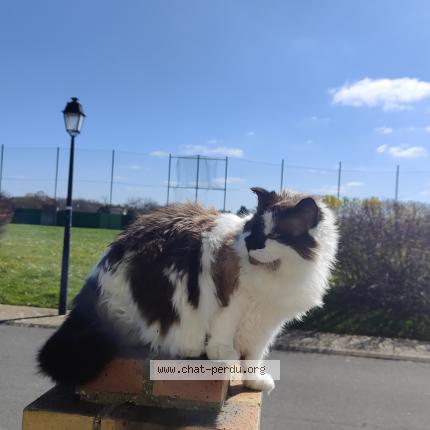 Photo 1/1 Chat retrouvé Perdu à Tournan En Brie