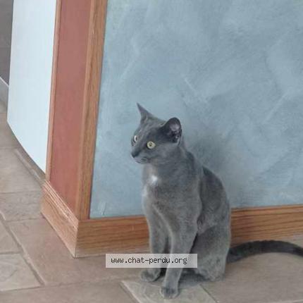 Photo 1/1 Guizmo Chat perdu à Pitres