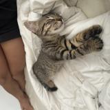 Photo de chat perdu à Sartrouville