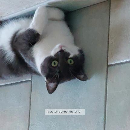Photo de chat perdu à Lewarde