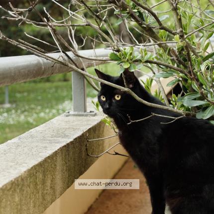 Photo 1/1 Chat retrouvé Perdu à Toulouse