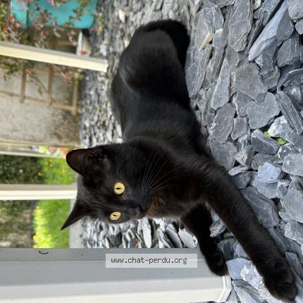 Photo 1/1 Chat retrouvé Perdu à Limoges