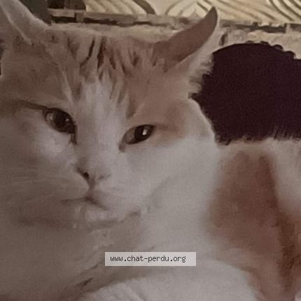 Photo de chat perdu à Doingt Flamicourt
