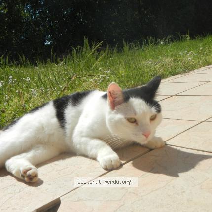 Photo 1/1 Chat retrouvé Perdu à Genas