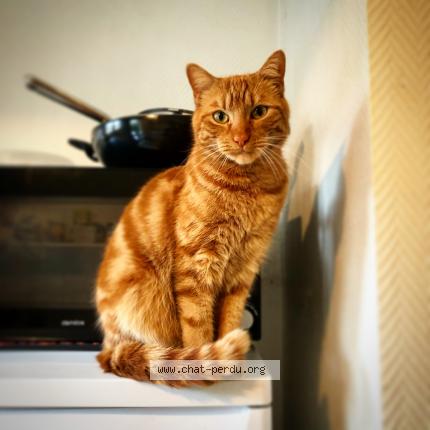 Photo de chat perdu à Villeurbanne