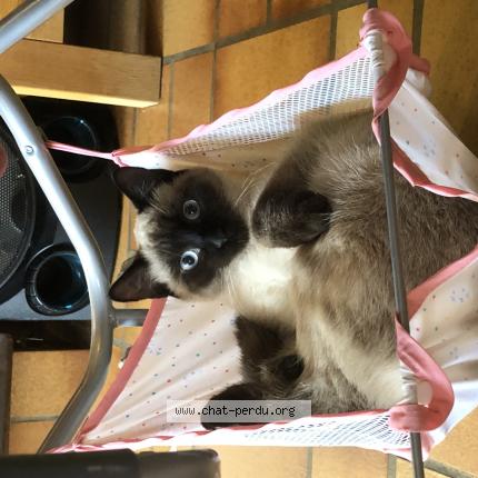 Photo de chat perdu à Publier