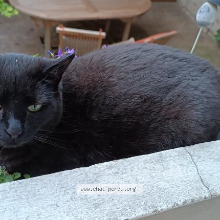 Photo de chat perdu à Gennevilliers