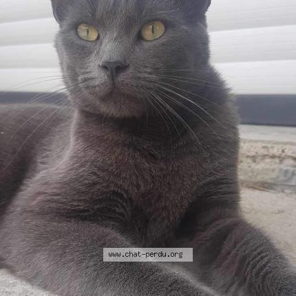 Photo de chat perdu à Aulnoye Aymeries