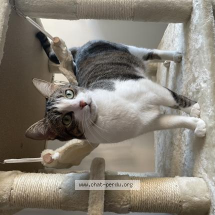 Photo de chat perdu à Lescure D Albigeois